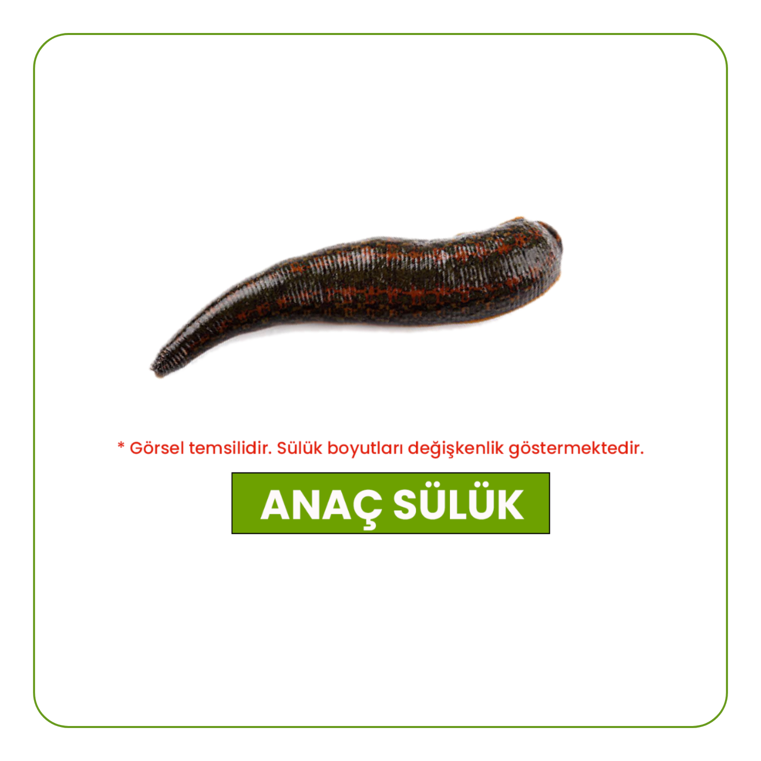 anac-suluk