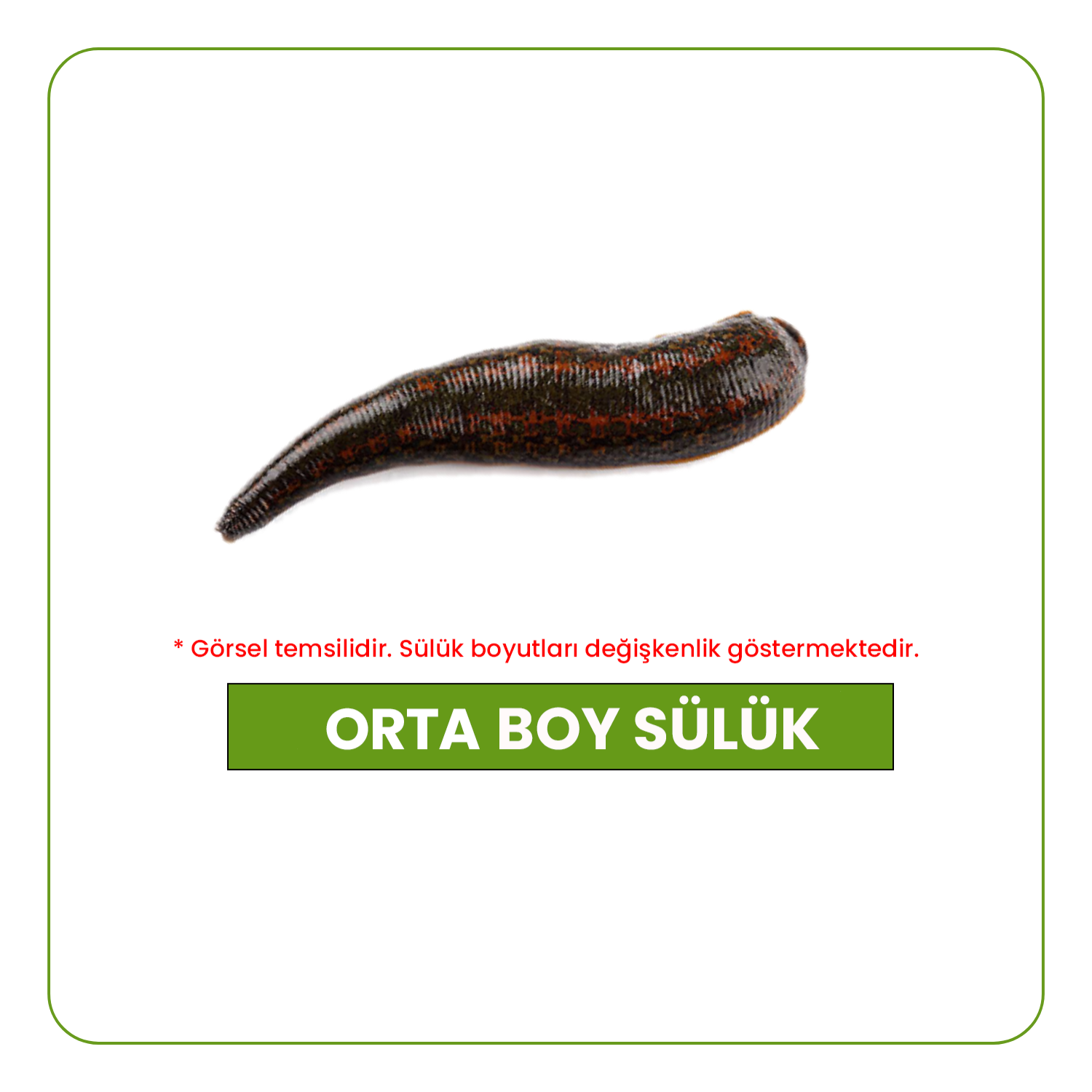 orta-boy-suluk-standart-boy-suluk-2-1-1-1